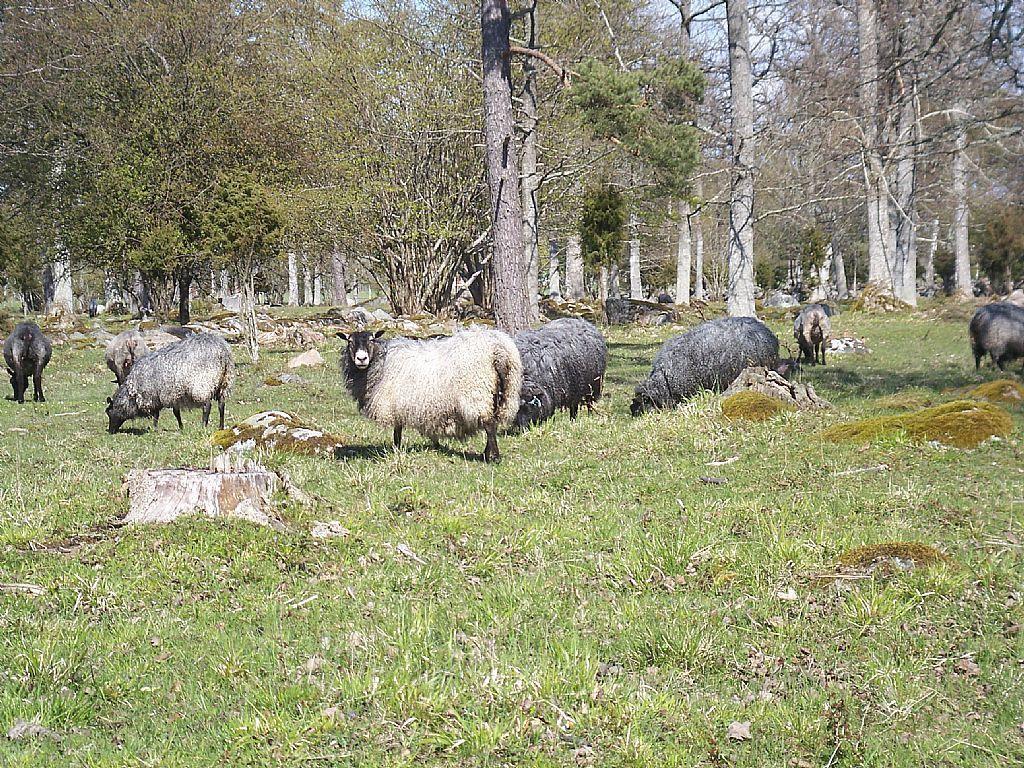 Aenggarde B&B Huse Eksteriør bilde